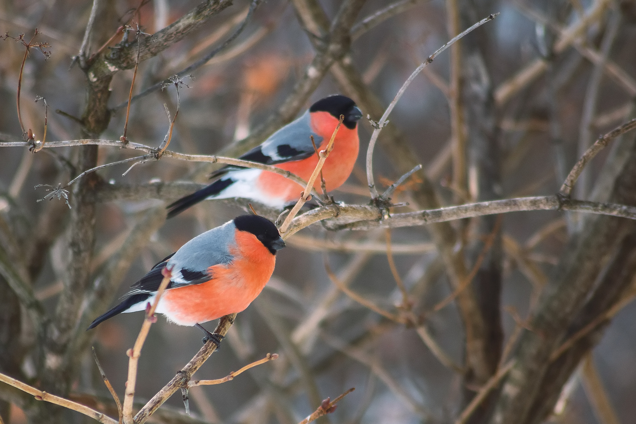 Canon EOS 650D (EOS Rebel T4i / EOS Kiss X6i) sample photo. Bullfinch photography