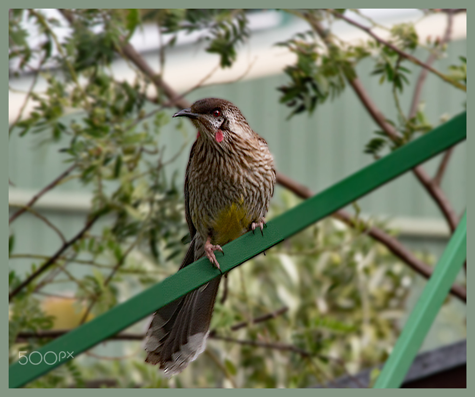 Canon EOS 100D (EOS Rebel SL1 / EOS Kiss X7) + Canon EF 70-300mm F4-5.6 IS USM sample photo. Red wattle bird photography