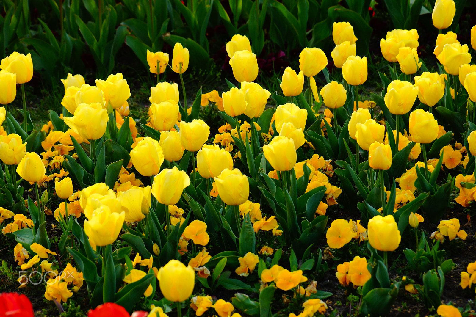 Sony SLT-A77 sample photo. Yellow tulips photography