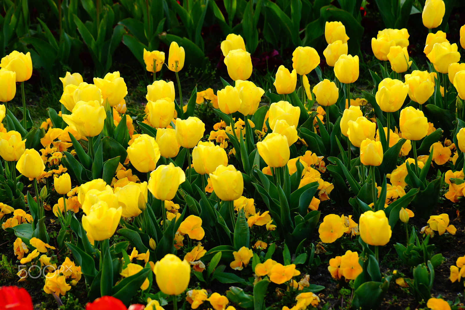 Sony DT 18-135mm F3.5-5.6 SAM sample photo. Yellow tulips photography