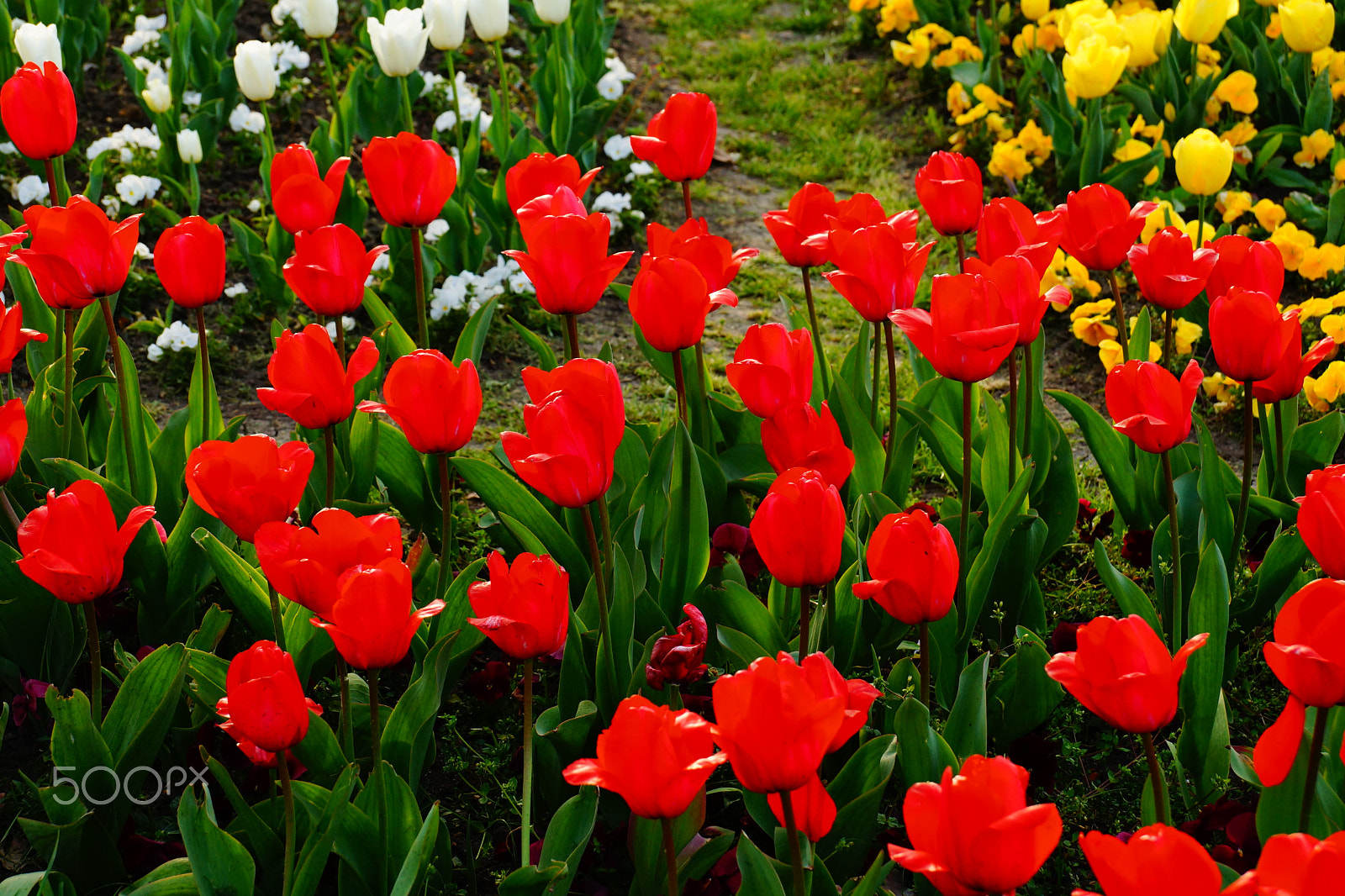 Sony DT 18-135mm F3.5-5.6 SAM sample photo. Red tulips photography