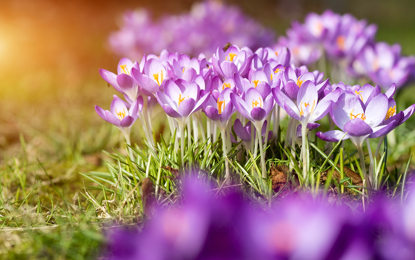 Sigma 105mm F2.8 EX DG Macro sample photo. Spring photography