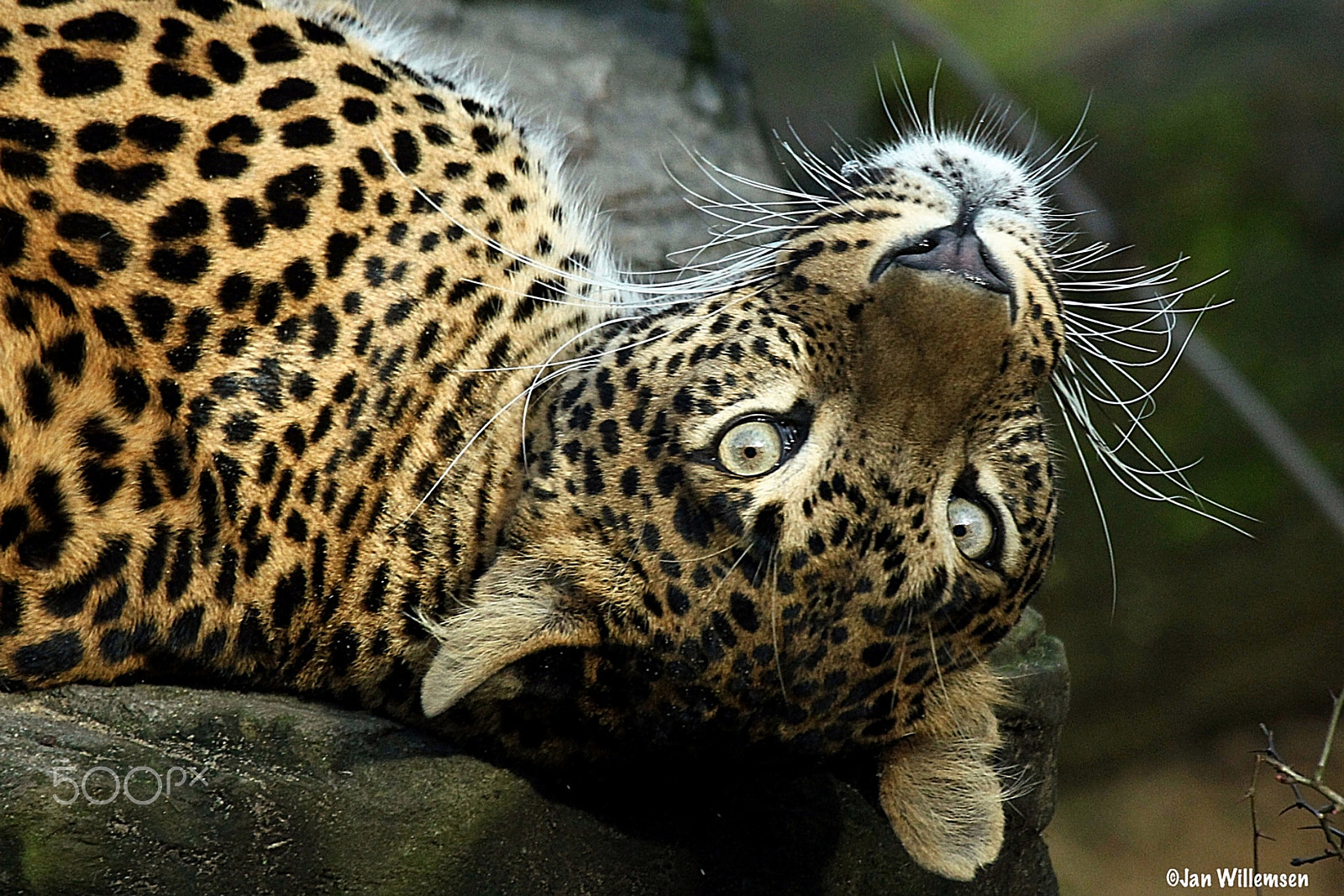 Canon EF 100-400mm F4.5-5.6L IS USM sample photo. Sri lankan leopard photography
