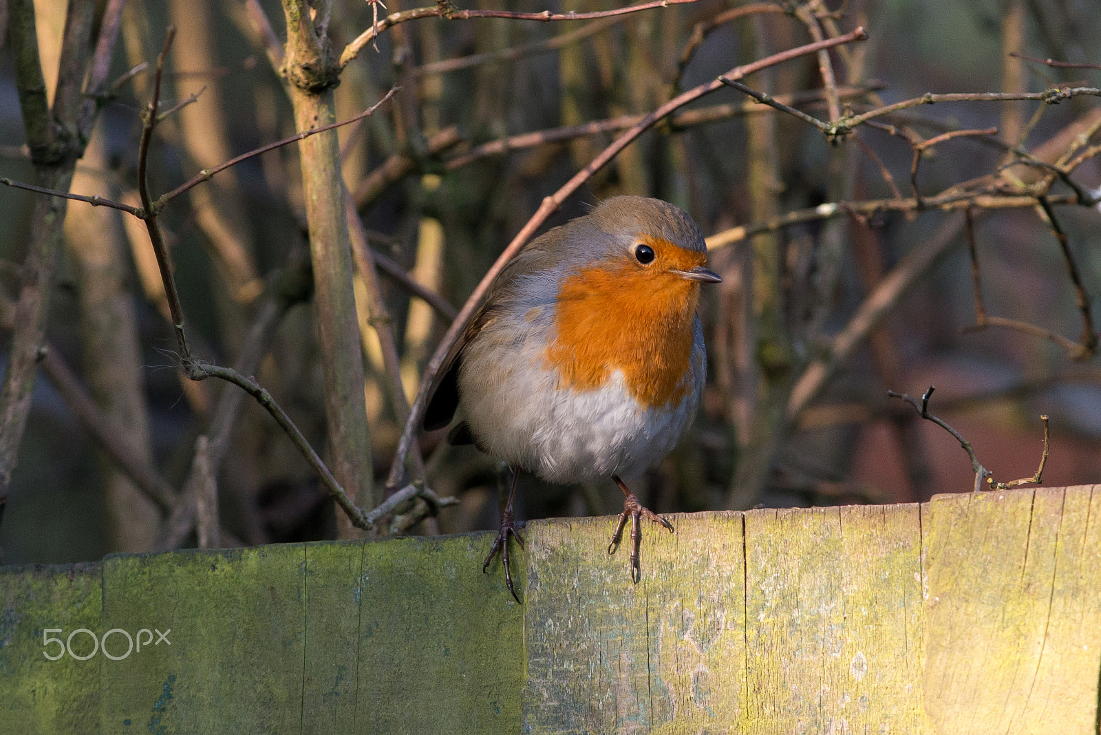 Nikon D800 + Nikon AF-S Nikkor 300mm F4D ED-IF sample photo. Robin photography