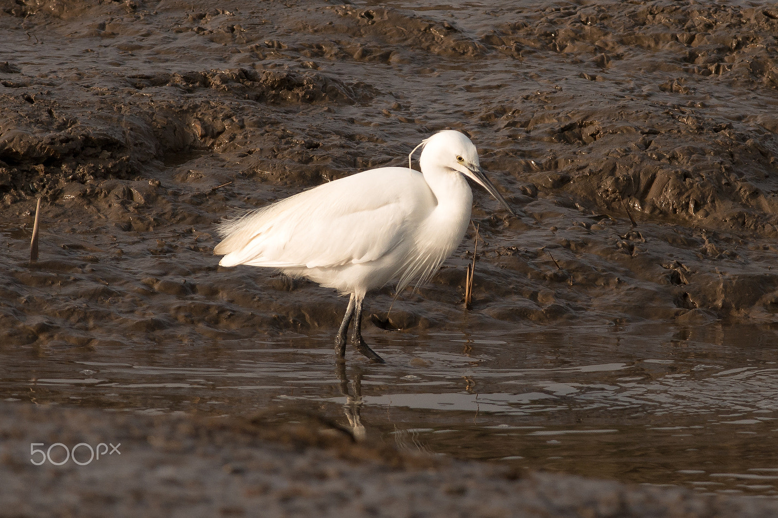 Nikon D800 sample photo. Little egret photography