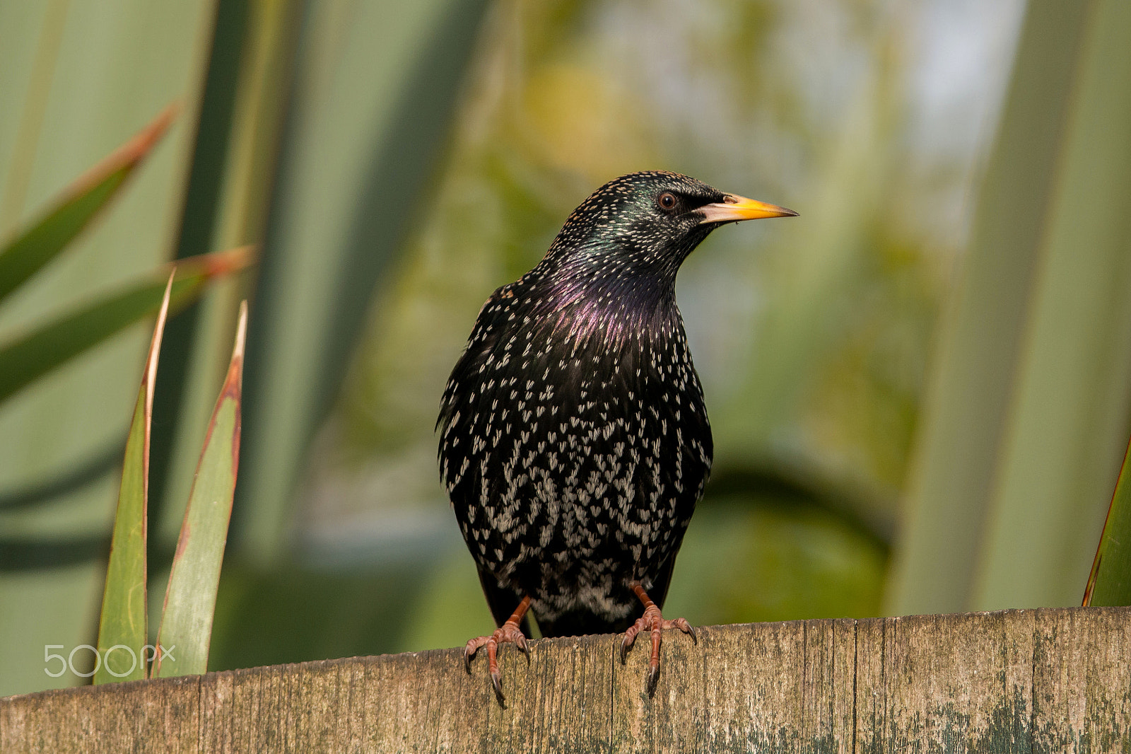 Nikon D800 + Nikon AF-S Nikkor 300mm F4D ED-IF sample photo. Starling photography