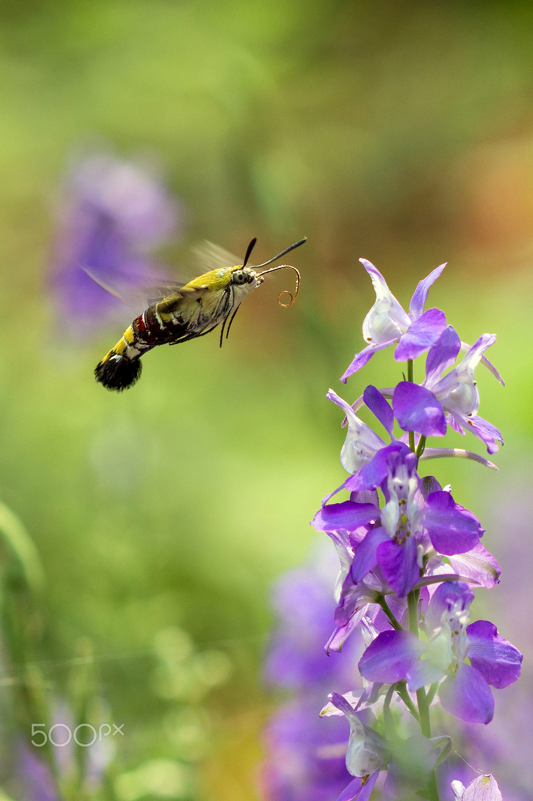 Canon EF 100mm F2.8 Macro USM sample photo. Bee hawk-moth .... fat beauty photography