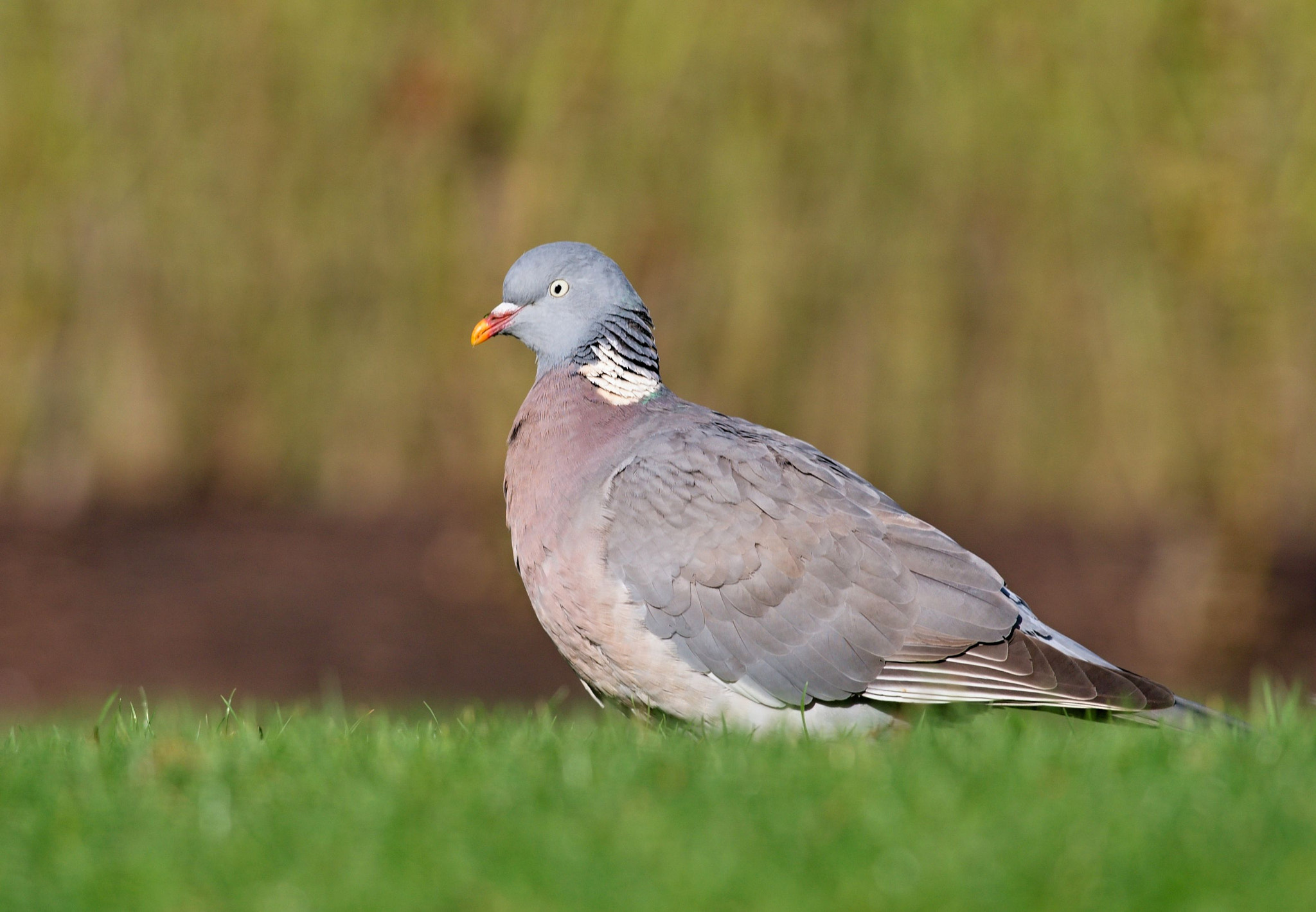 Nikon D610 + Nikon AF-S Nikkor 300mm F4D ED-IF sample photo. Common wood pigeon photography