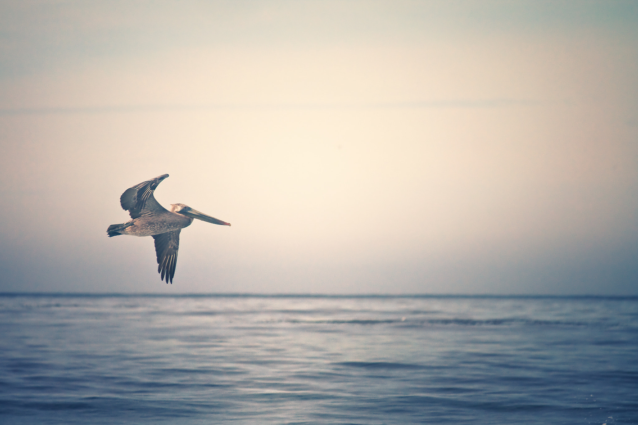 Canon EF-S 55-250mm F4-5.6 IS sample photo. Brief pelican photography