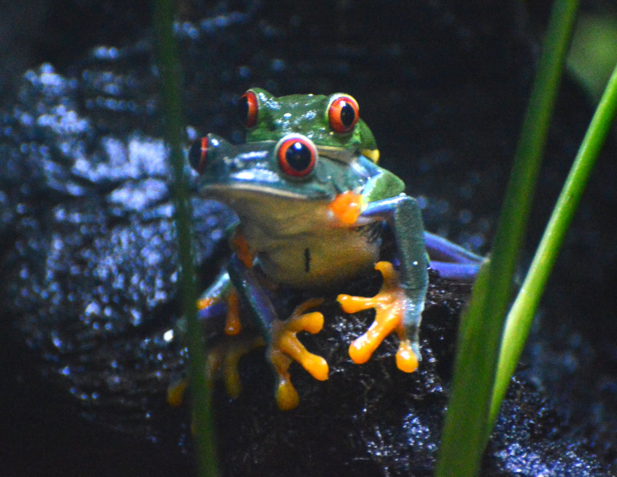 Nikon D3200 sample photo. Red-eyed tree frog captured @ mystic aquarium, mystic, ct photography