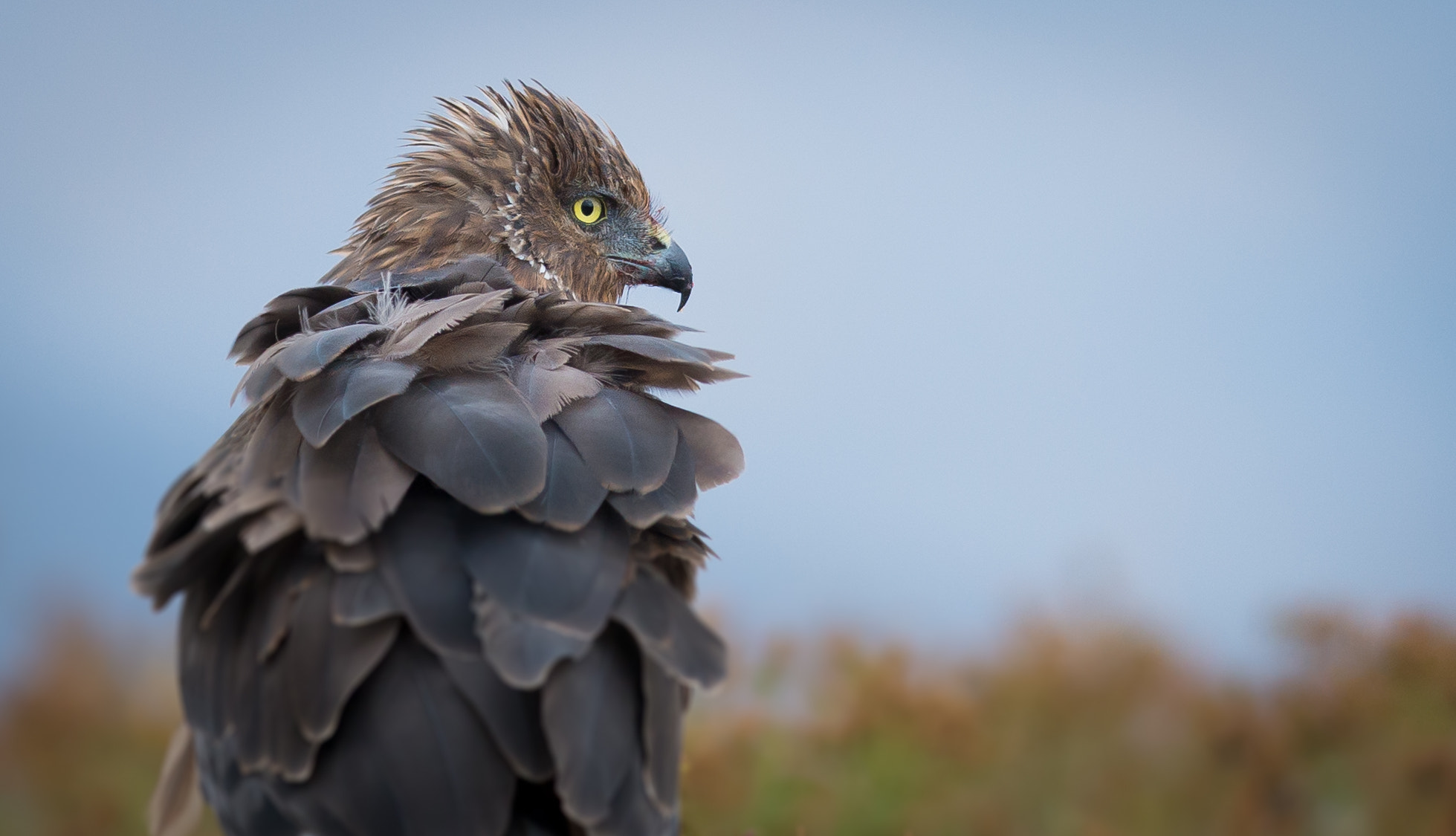 AF-S Nikkor 300mm f/2.8D IF-ED II sample photo. Hawk alert photography