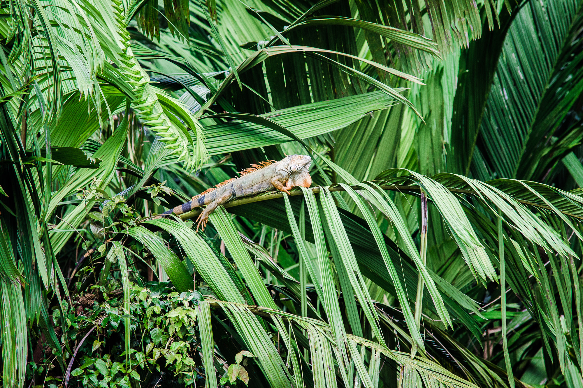 Sigma 70-200mm F2.8 EX DG Macro HSM II sample photo. Iguana photography