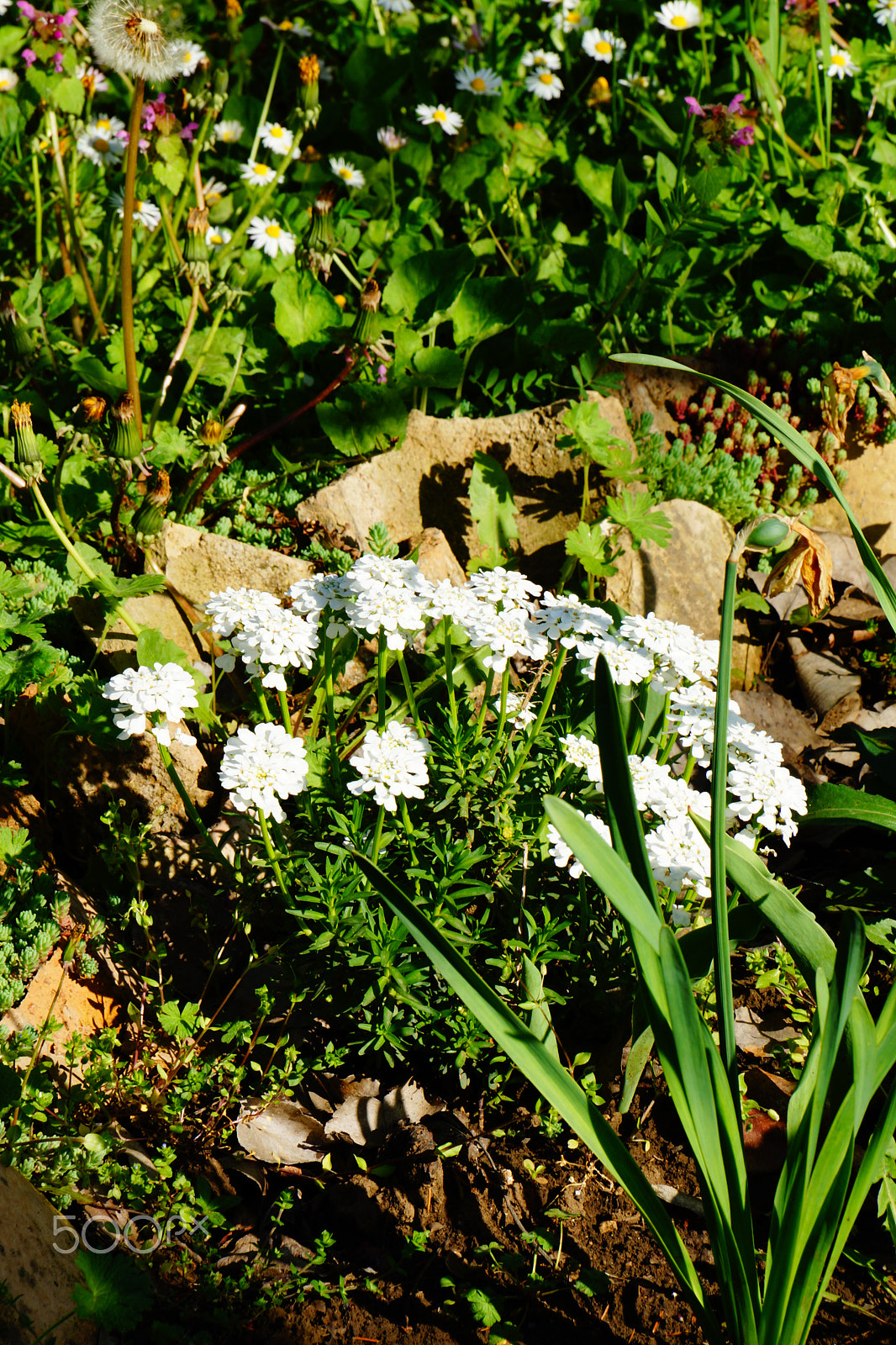 Sony DT 18-135mm F3.5-5.6 SAM sample photo. Spring flowers photography