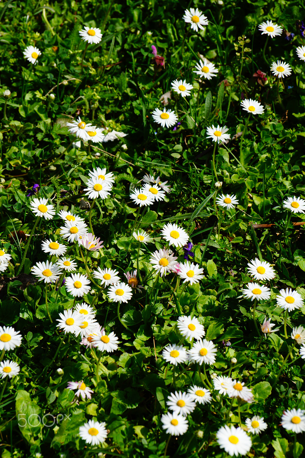 Sony DT 18-135mm F3.5-5.6 SAM sample photo. Camomile photography