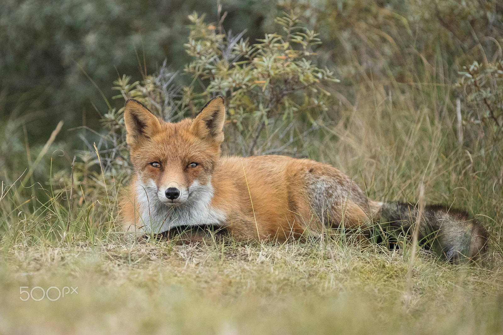 Canon EOS-1D X Mark II sample photo. Looking at you! photography