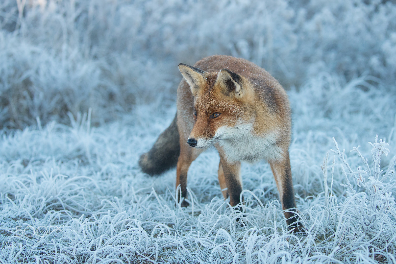 Canon EOS-1D X Mark II sample photo. Cold feet! photography