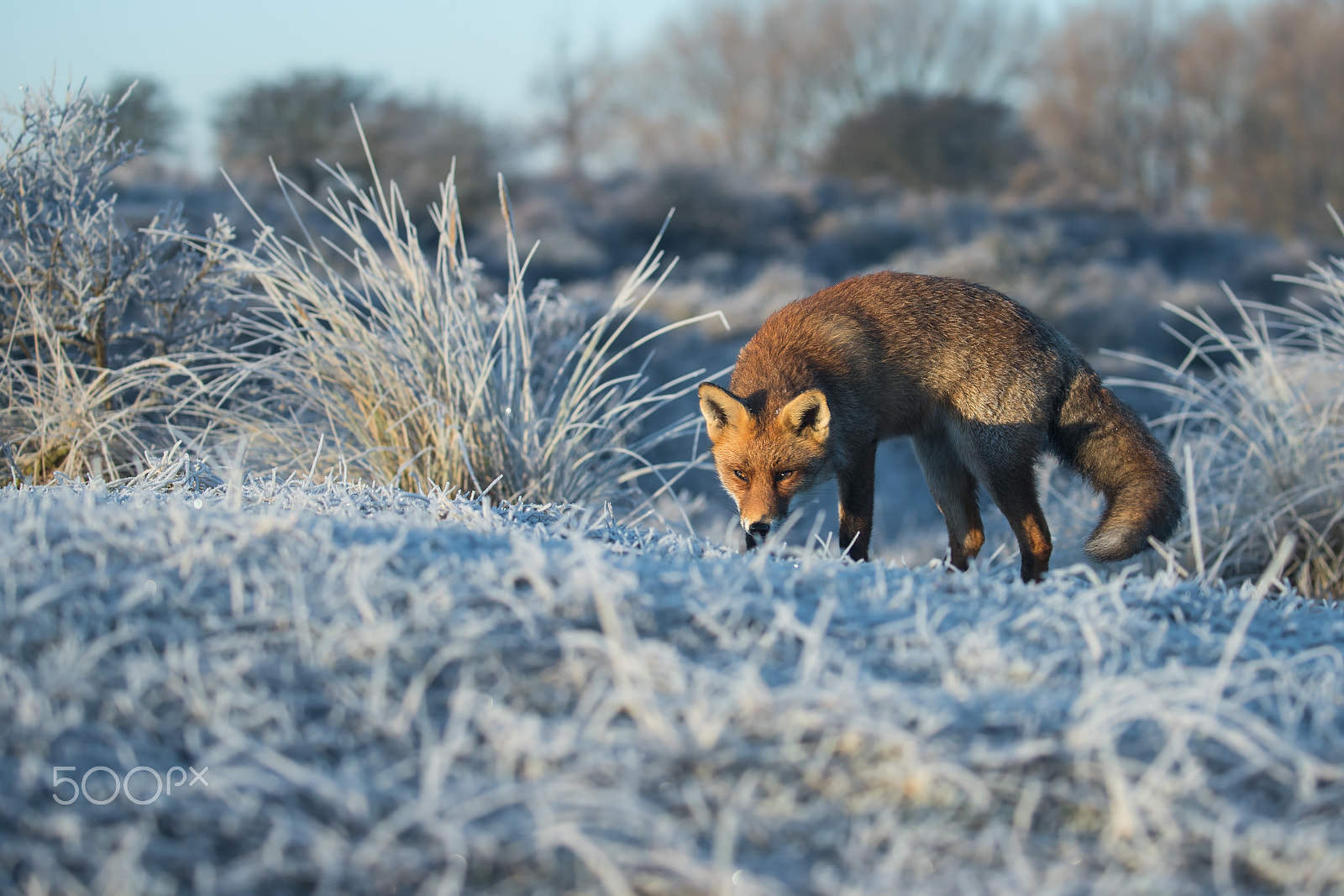 Canon EOS-1D X Mark II sample photo. Cold morning! photography