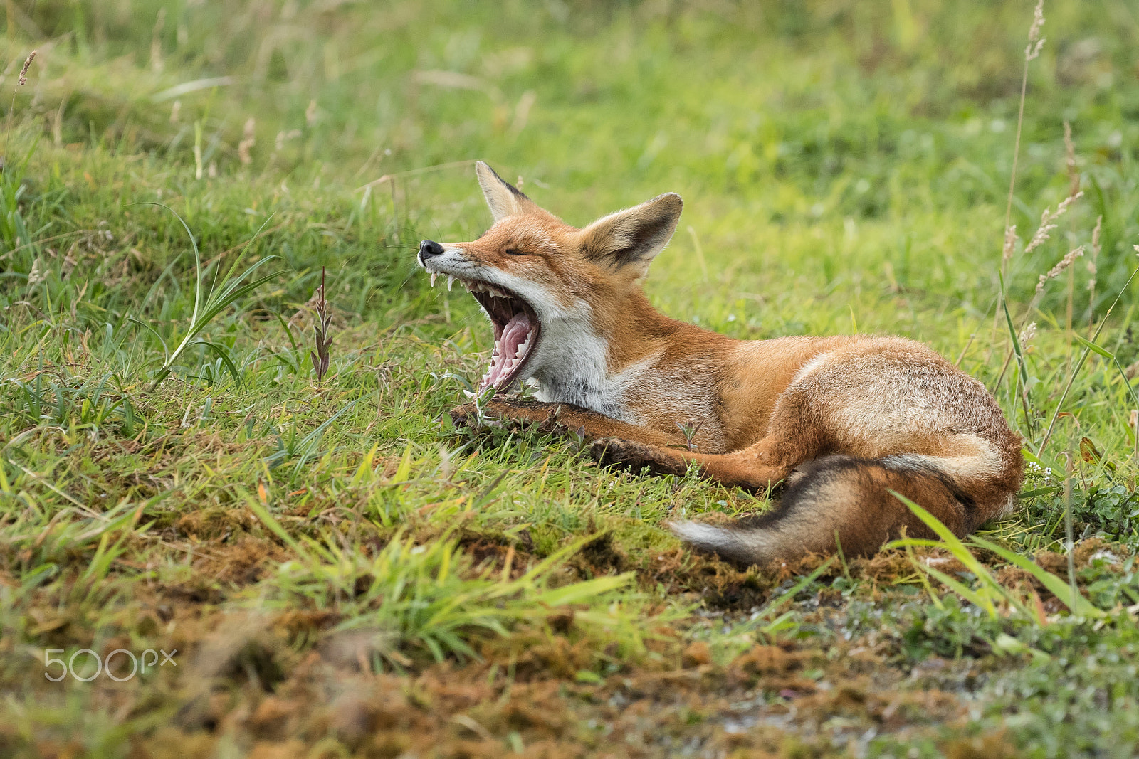 Canon EOS-1D X Mark II sample photo. Yawning! photography