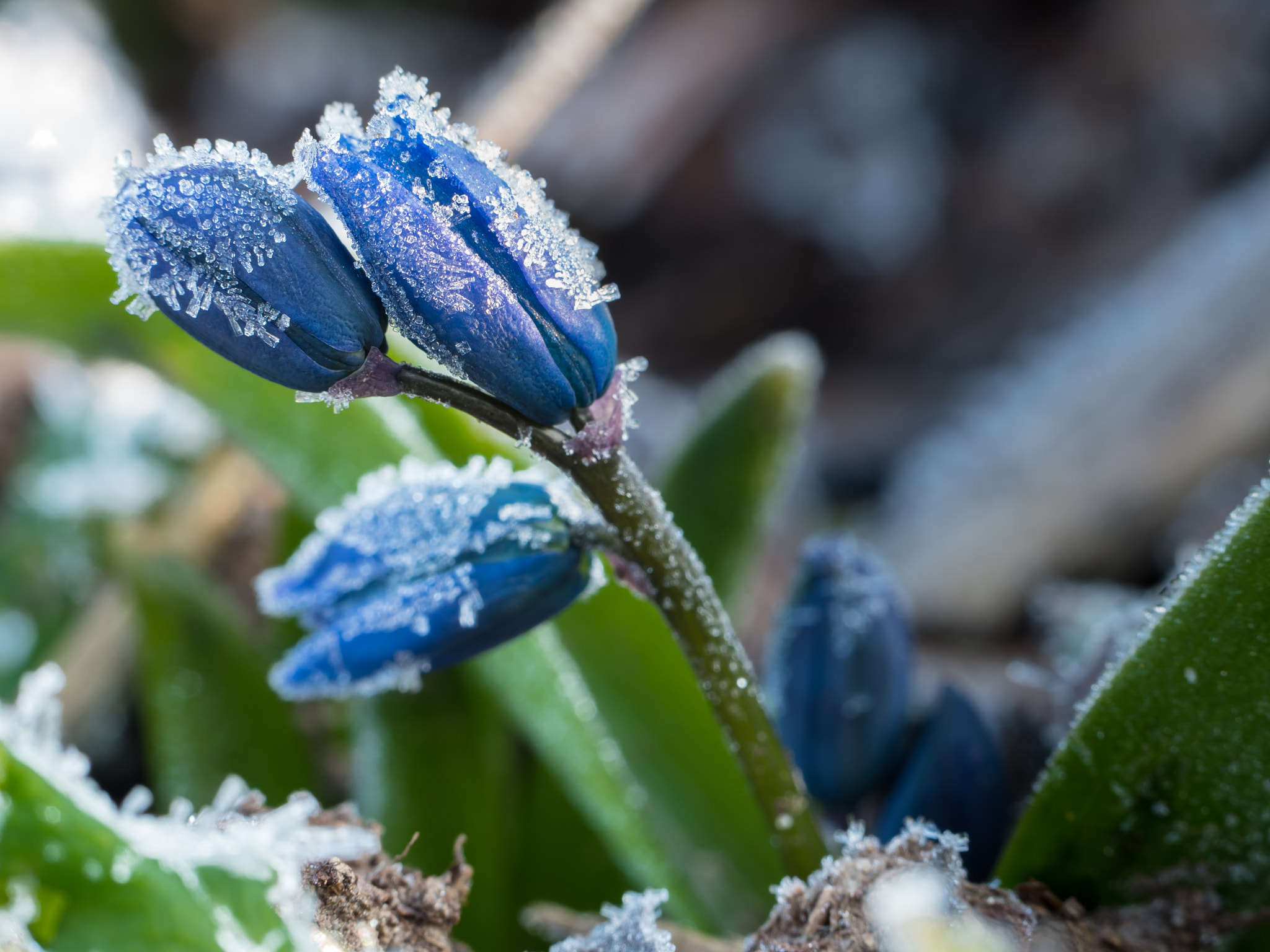 Olympus M.Zuiko Digital ED 60mm F2.8 Macro sample photo. Frosty squill photography