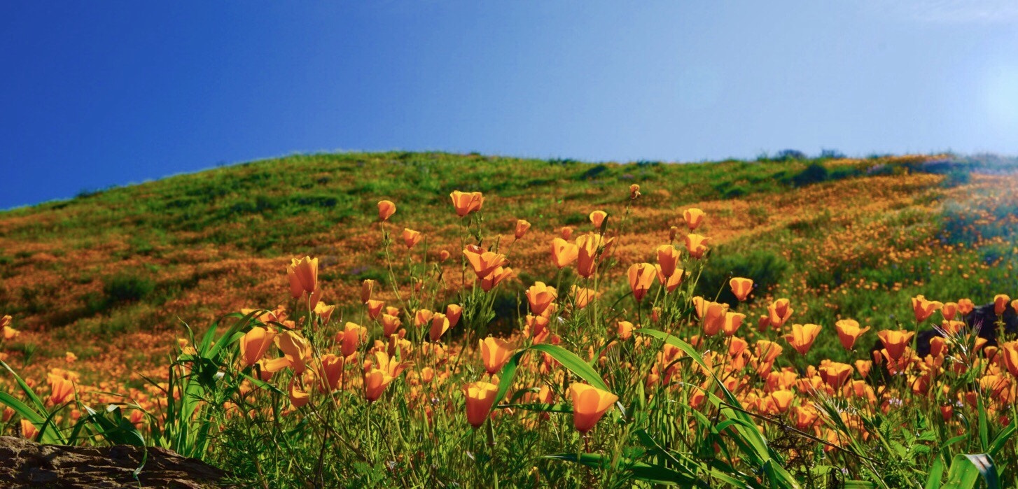 Sony a7 II sample photo. Poppy wildflowers photography