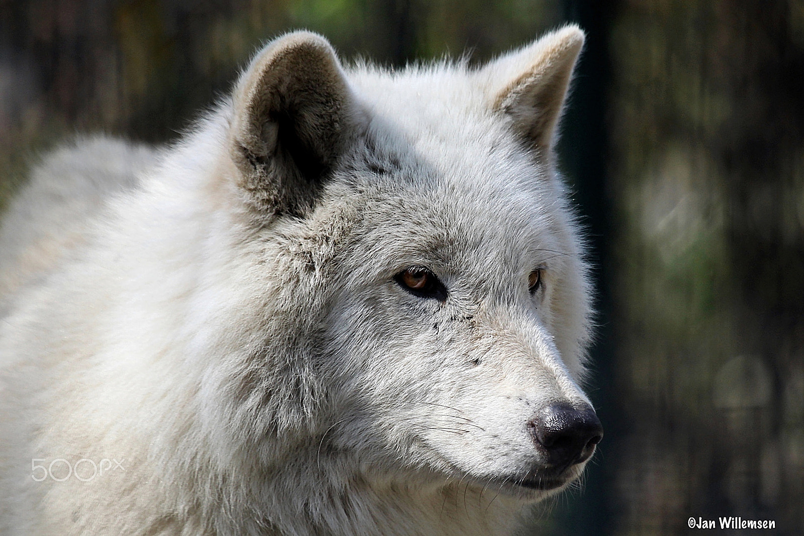 Canon EOS-1D Mark IV + Canon EF 100-400mm F4.5-5.6L IS USM sample photo. Hudson bay wolf photography