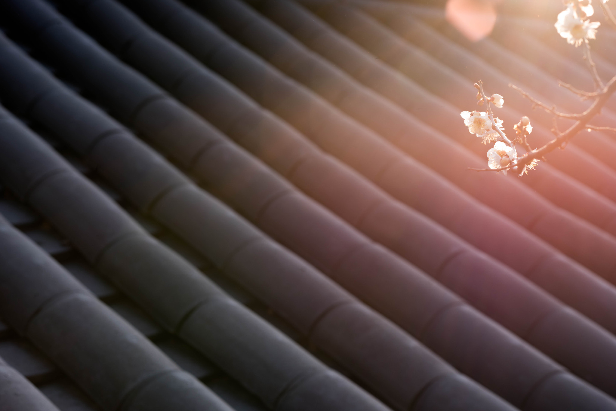 Nikon AF-S Nikkor 85mm F1.4G sample photo. The elegance of spring  photography