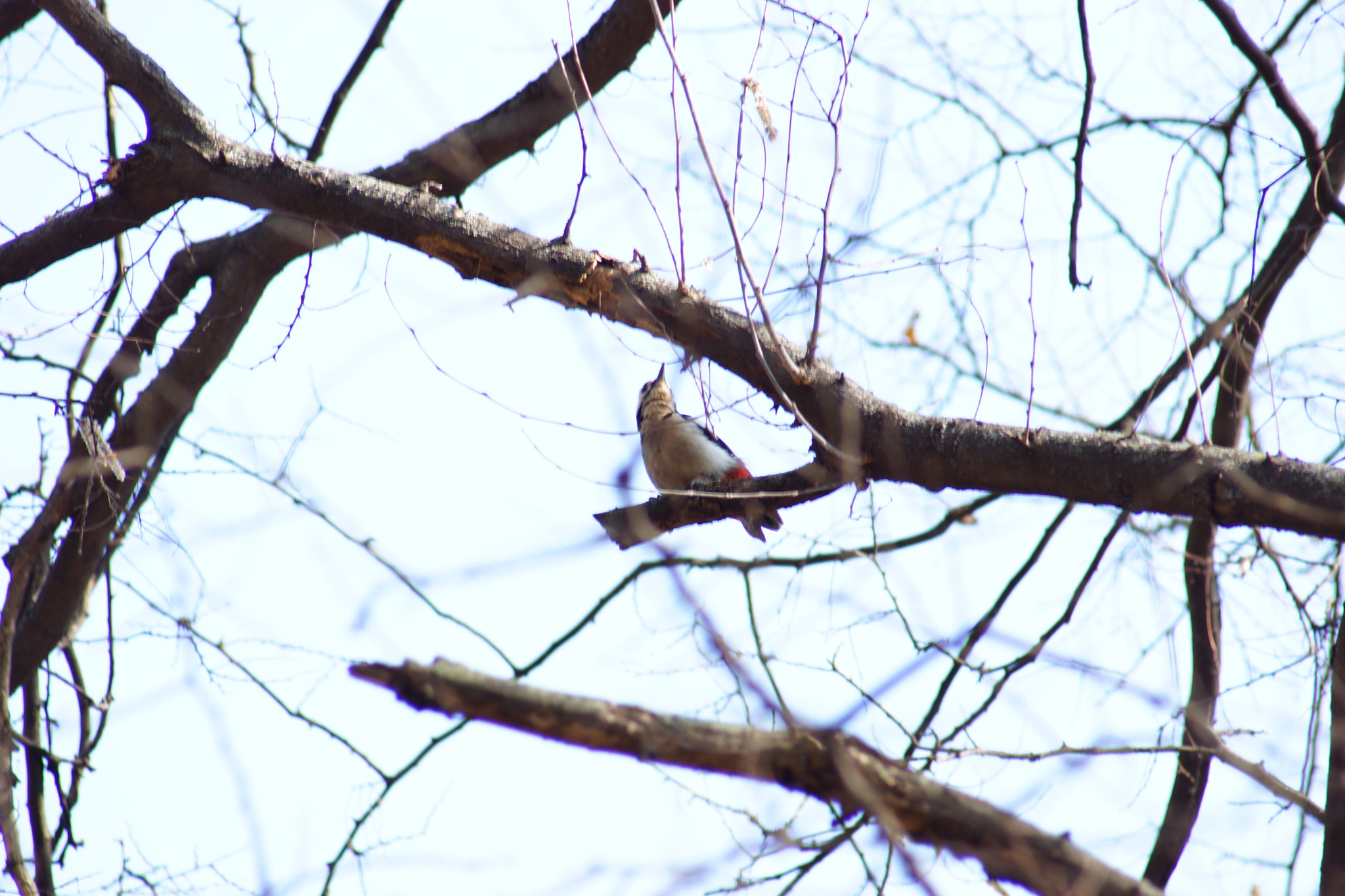 Sony SLT-A65 (SLT-A65V) + Minolta AF 70-210mm F4.5-5.6 [II] sample photo. Bird watching  photography