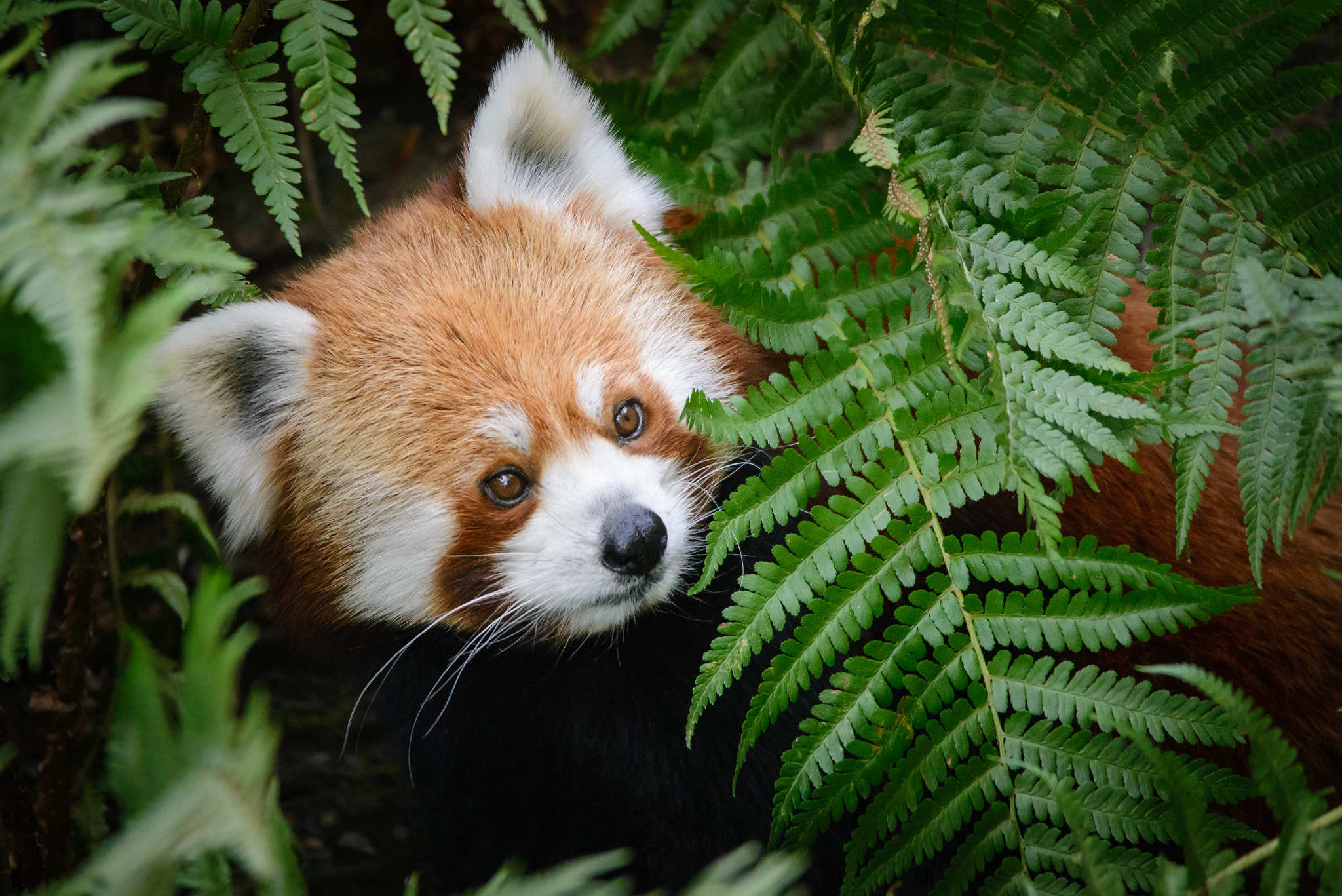 Sigma 150-500mm F5-6.3 DG OS HSM sample photo. Hiding panda photography