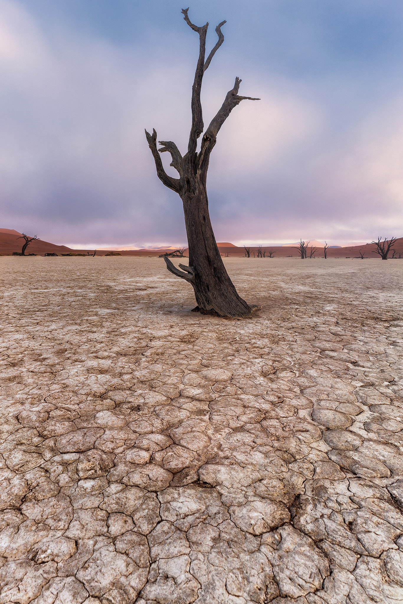 ZEISS Batis 18mm F2.8 sample photo. Just another tree photography