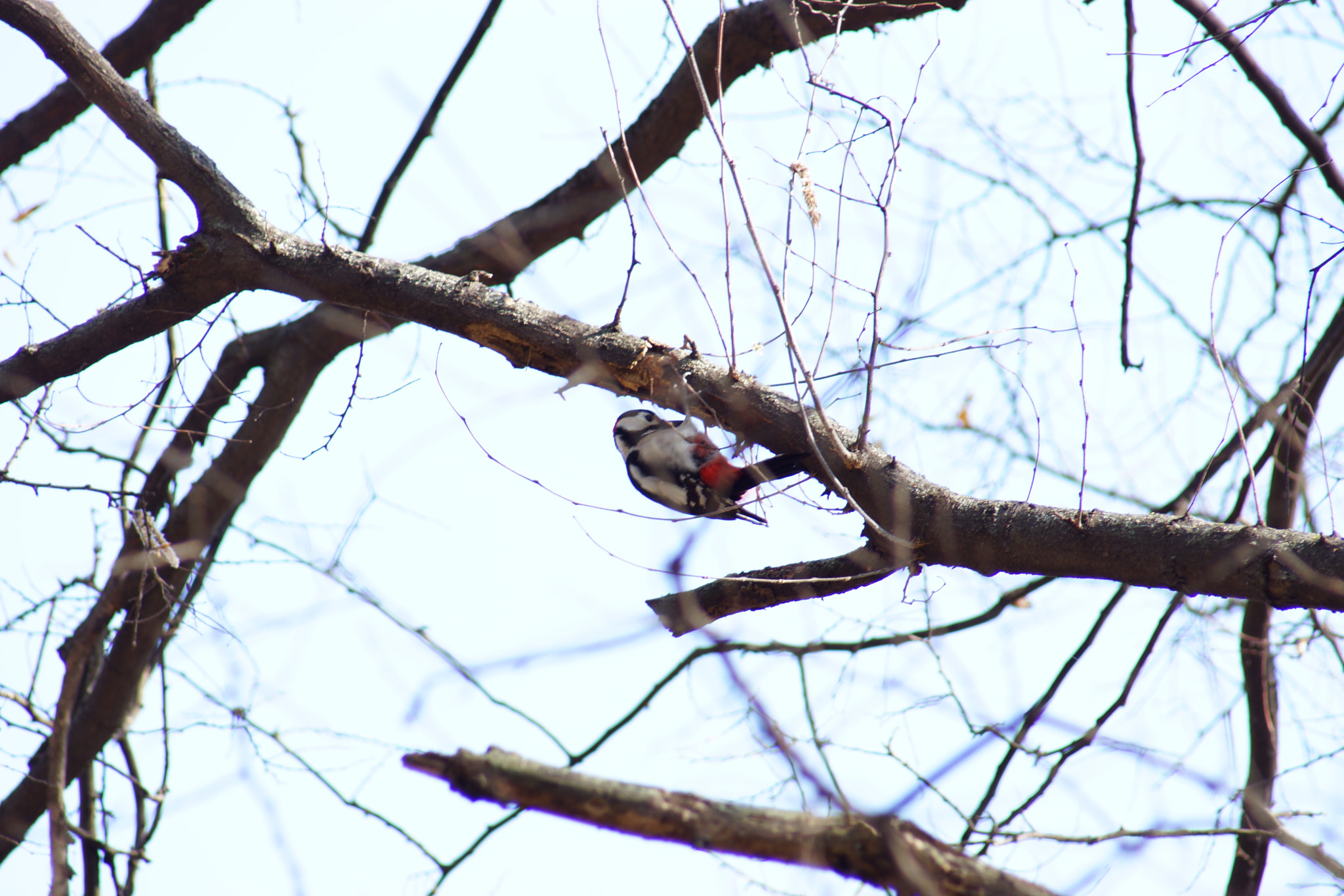 Sony SLT-A65 (SLT-A65V) + Minolta AF 70-210mm F4.5-5.6 [II] sample photo. Bird watching  photography