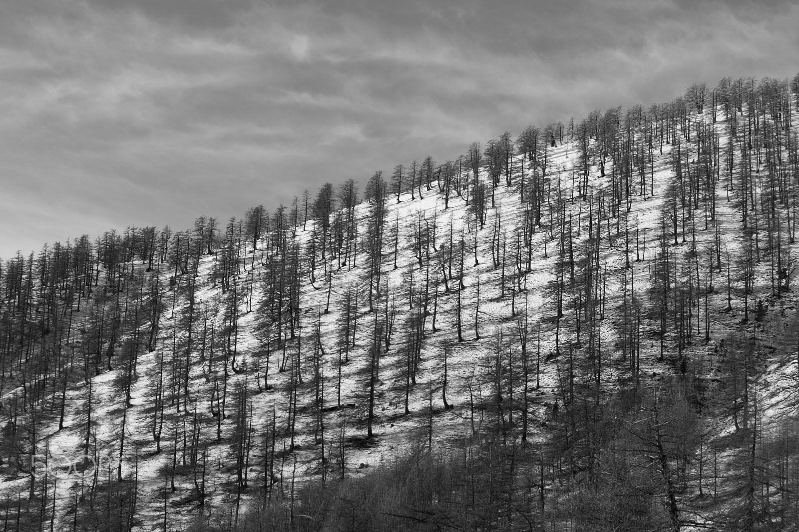 Nikon D3S sample photo. Forêt d'hiver photography