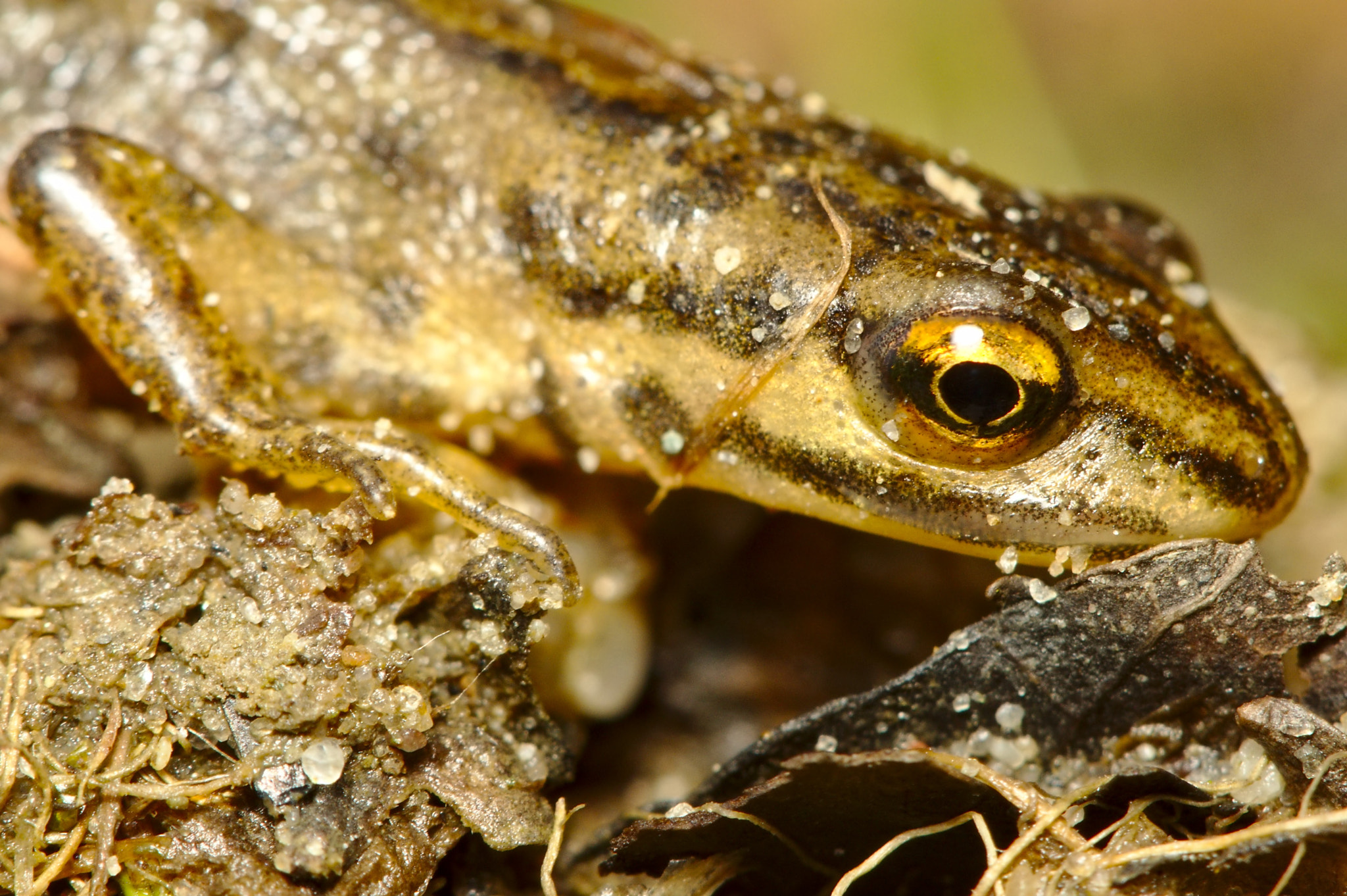 Canon EF 100mm F2.8 Macro USM sample photo. First newt of the year photography