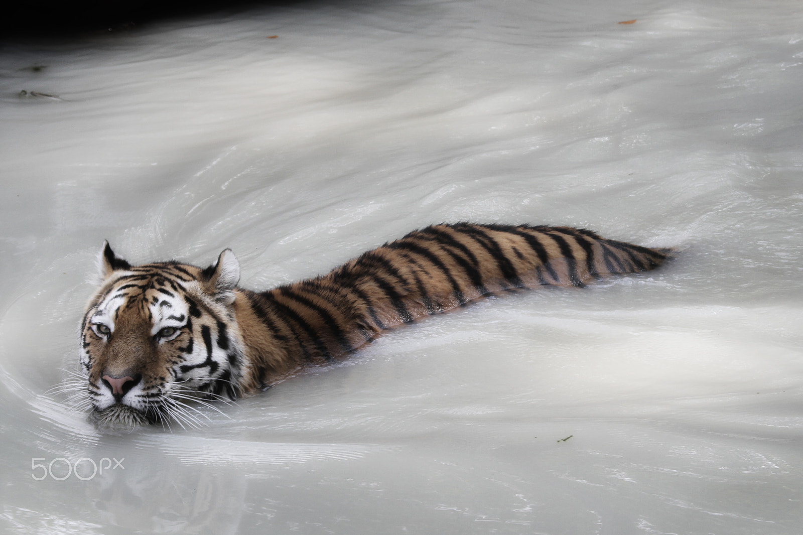 Canon EOS 7D + Canon EF 70-200mm F4L IS USM sample photo. Tiger in the water photography