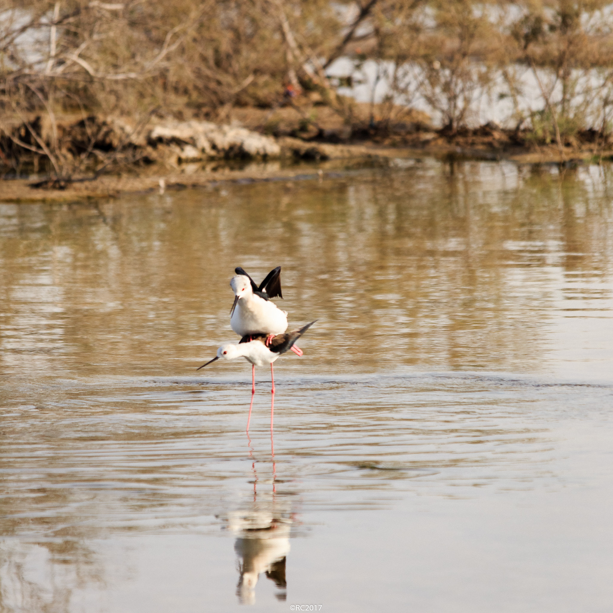 Sigma 150-500mm F5-6.3 DG OS HSM sample photo. Black winged stilt photography