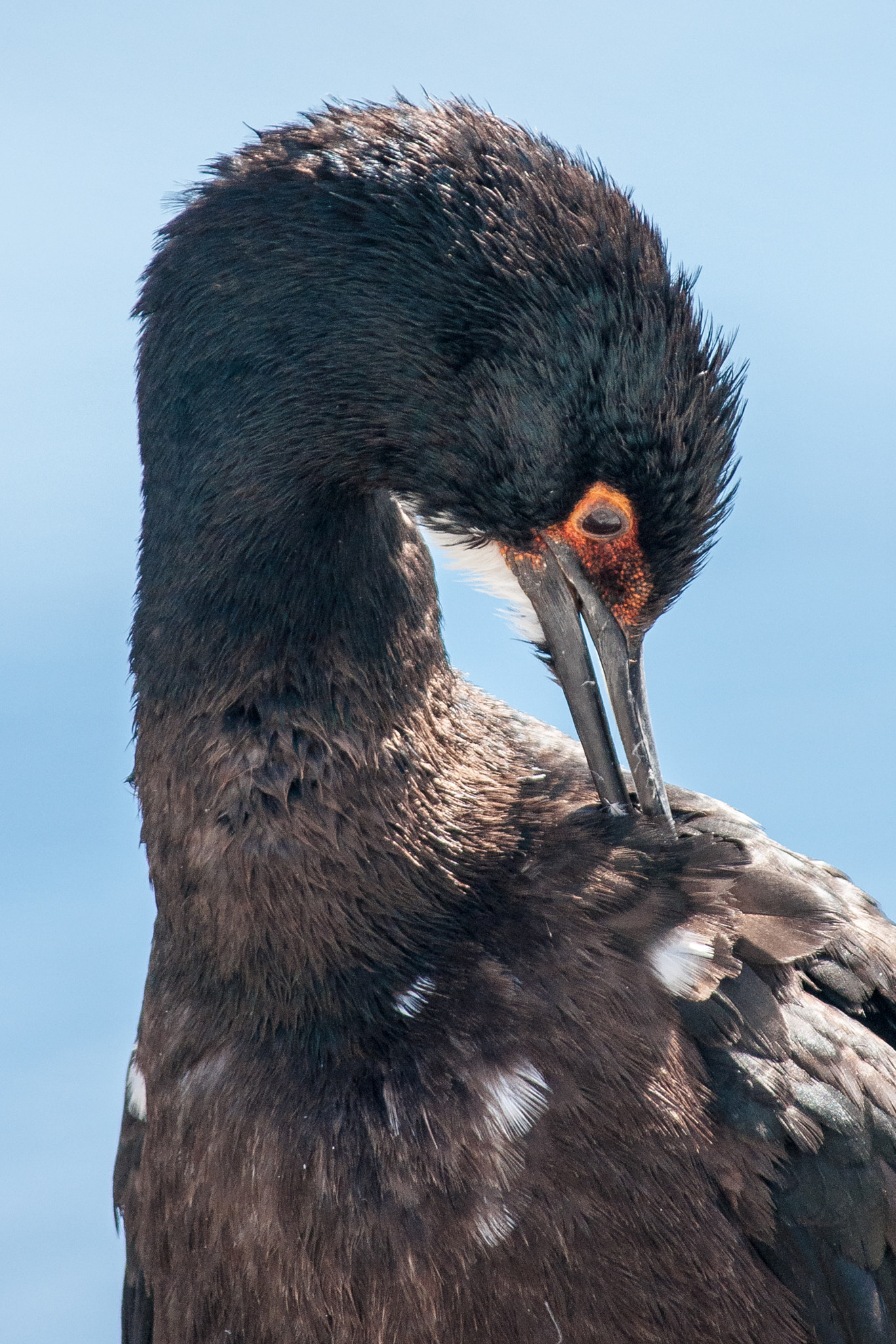 Sony Alpha DSLR-A700 sample photo. Rock shag photography