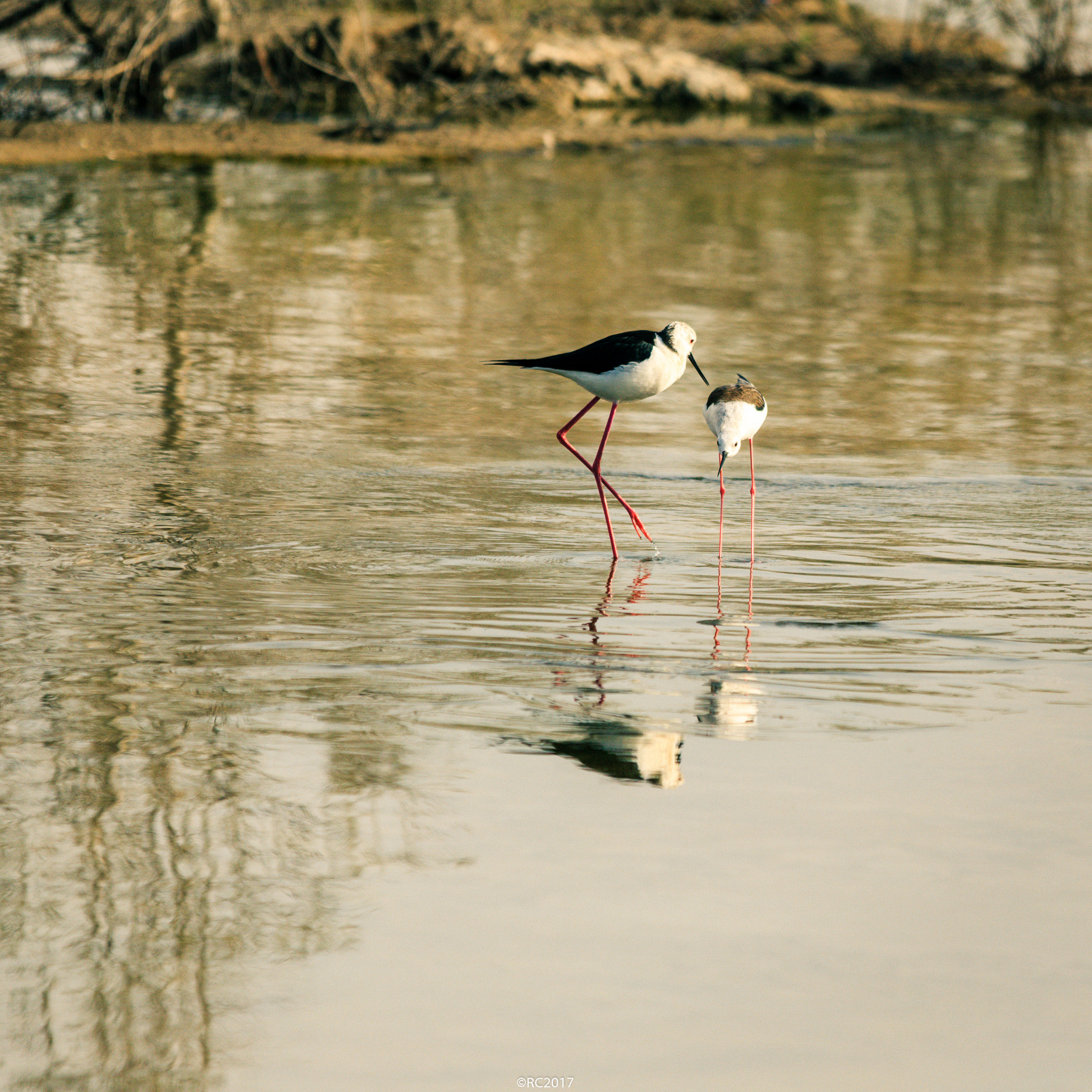 Sigma 150-500mm F5-6.3 DG OS HSM sample photo. Signal photography
