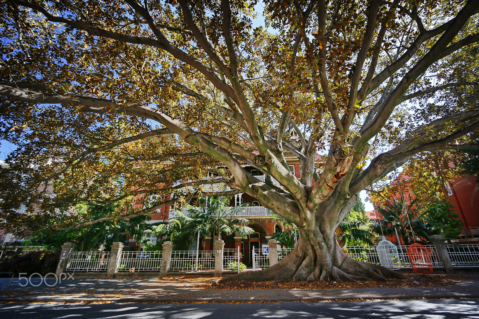 Canon EF-S 10-22mm F3.5-4.5 USM sample photo. Tree of life (with cages) photography