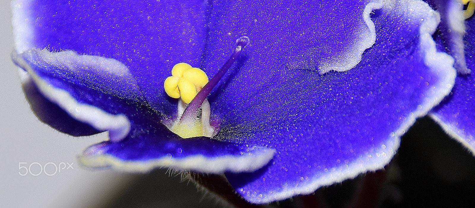Sigma 18-250mm F3.5-6.3 DC Macro OS HSM sample photo. Blue photography