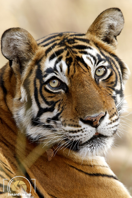 Canon EF 600mm F4L IS II USM sample photo. Inw ya photography