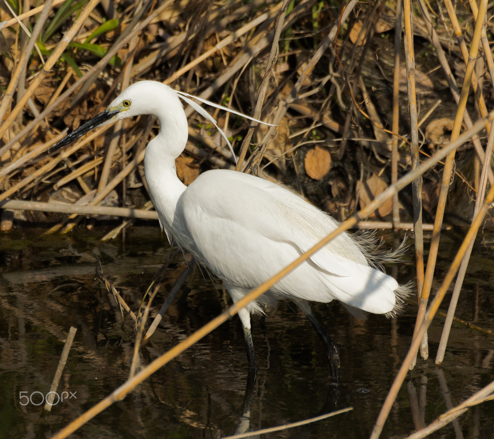 Canon EOS 60D sample photo. White bird photography