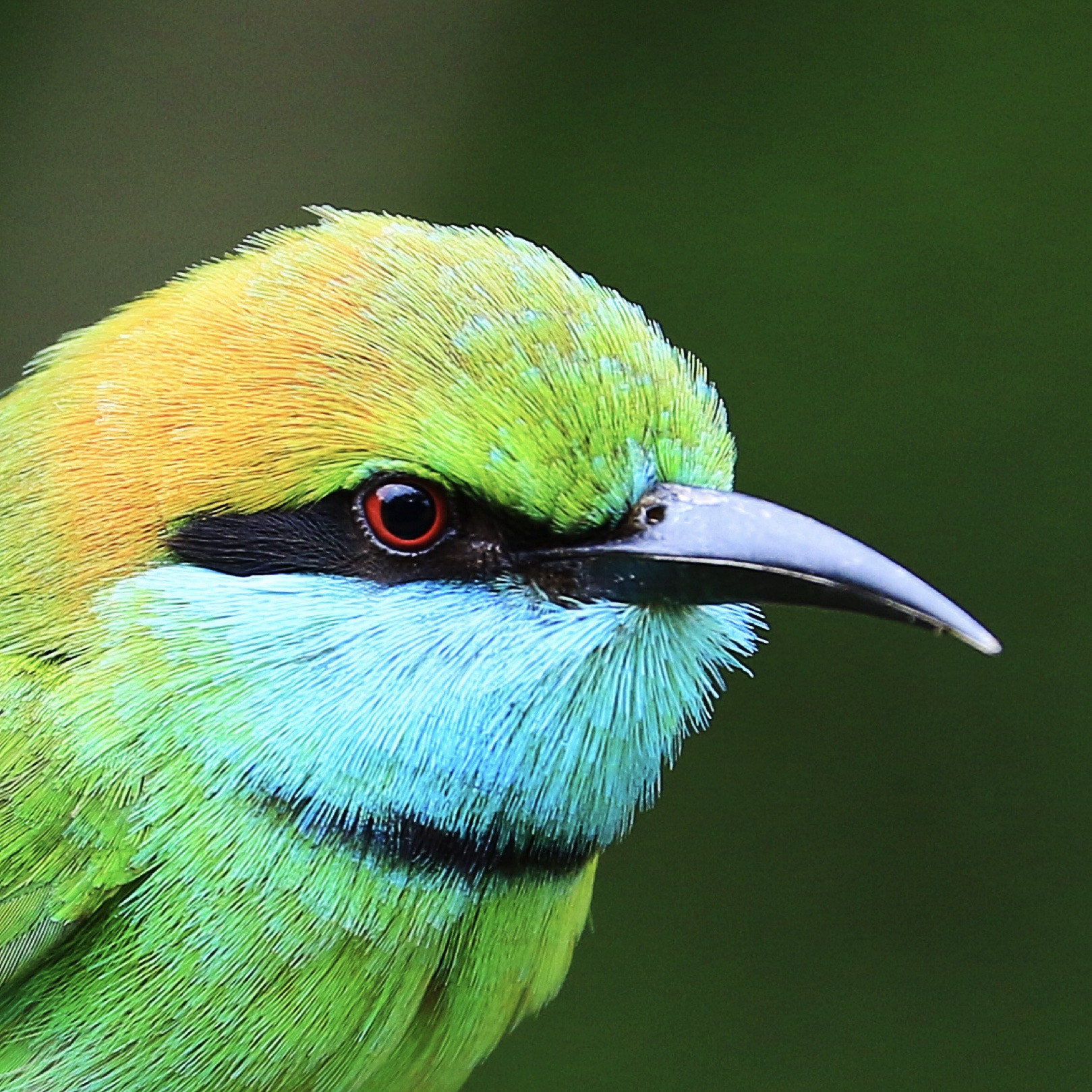 Canon EF 70-300mm F4-5.6L IS USM sample photo. Green bee-eater photography