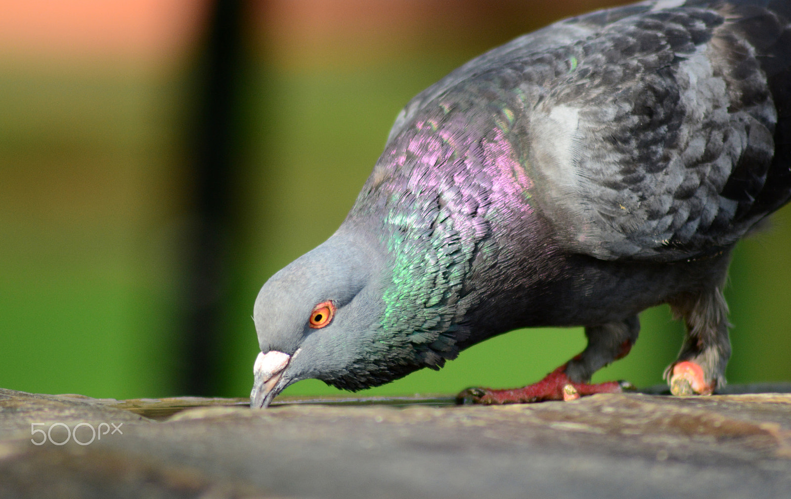 AF Zoom-Nikkor 70-210mm f/4 sample photo. One leg survivor 2 photography