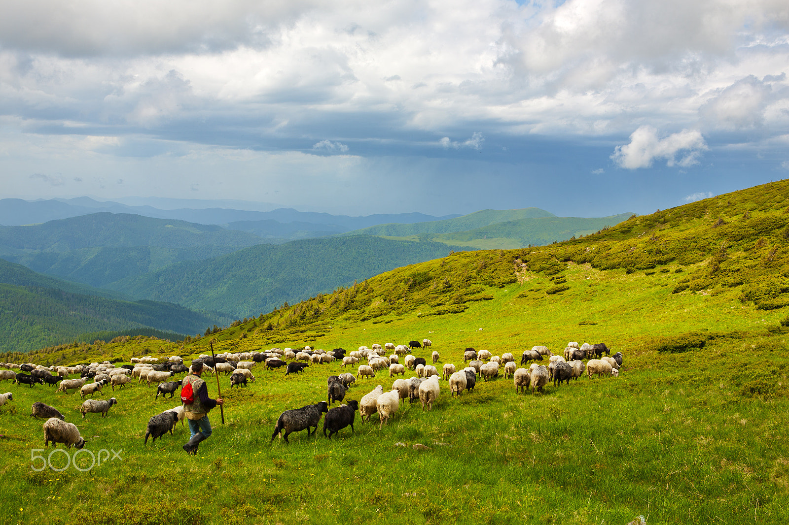 Canon EOS 5D + Canon EF 24-70mm F2.8L USM sample photo. Sheep in the alpine meadows photography