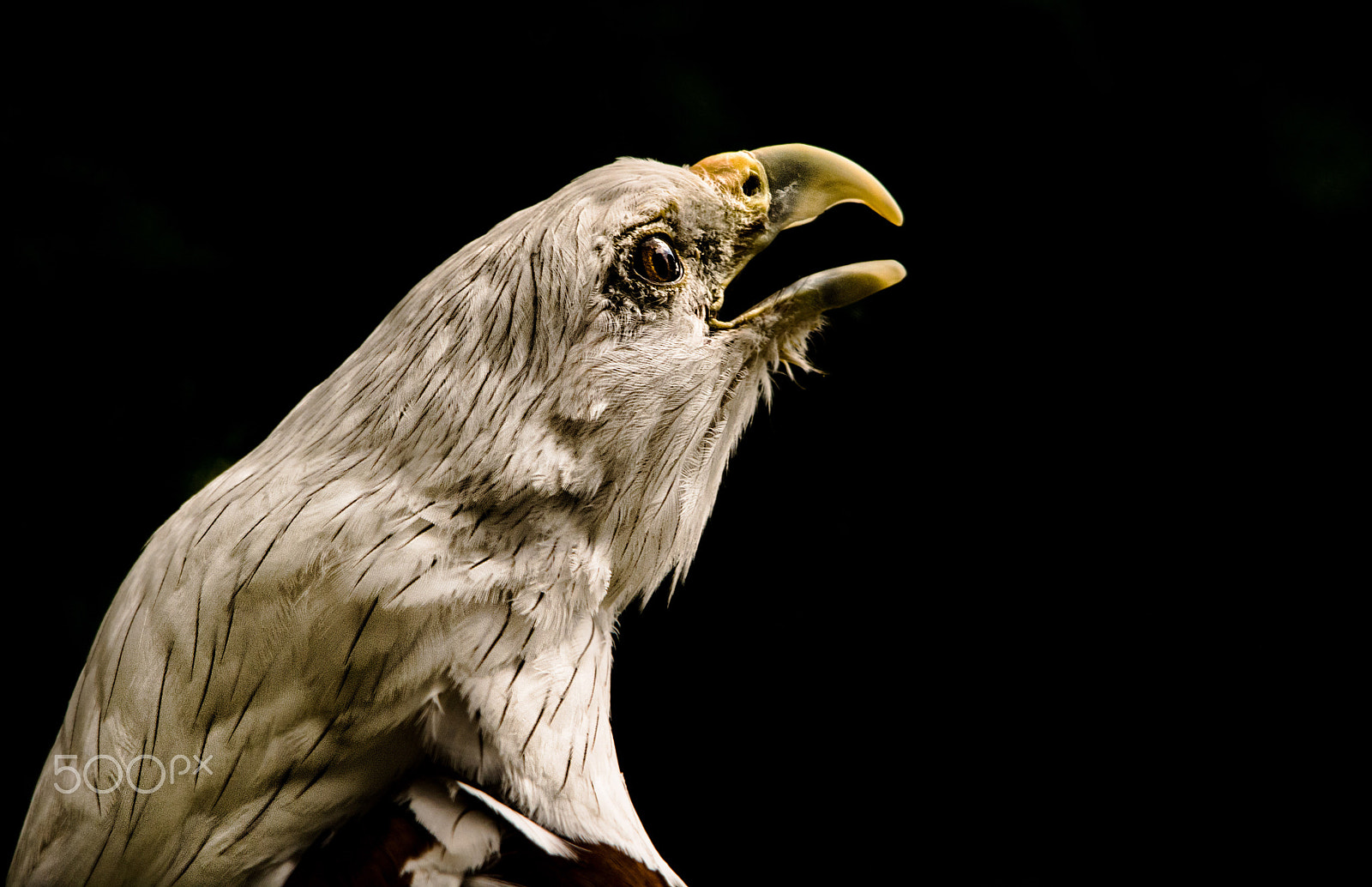 Sigma 150-500mm F5-6.3 DG OS HSM sample photo. Brahminy kite photography