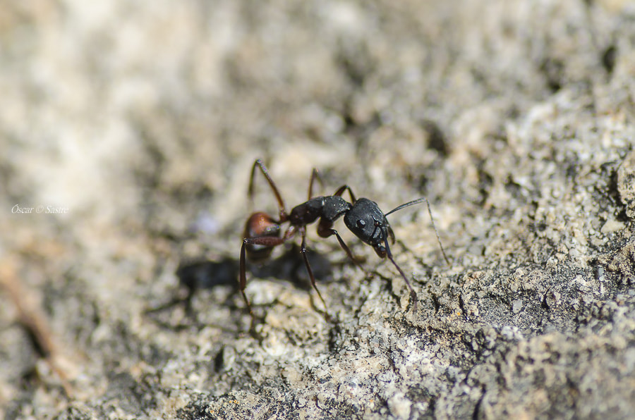 Nikon D7000 sample photo. Ant photography