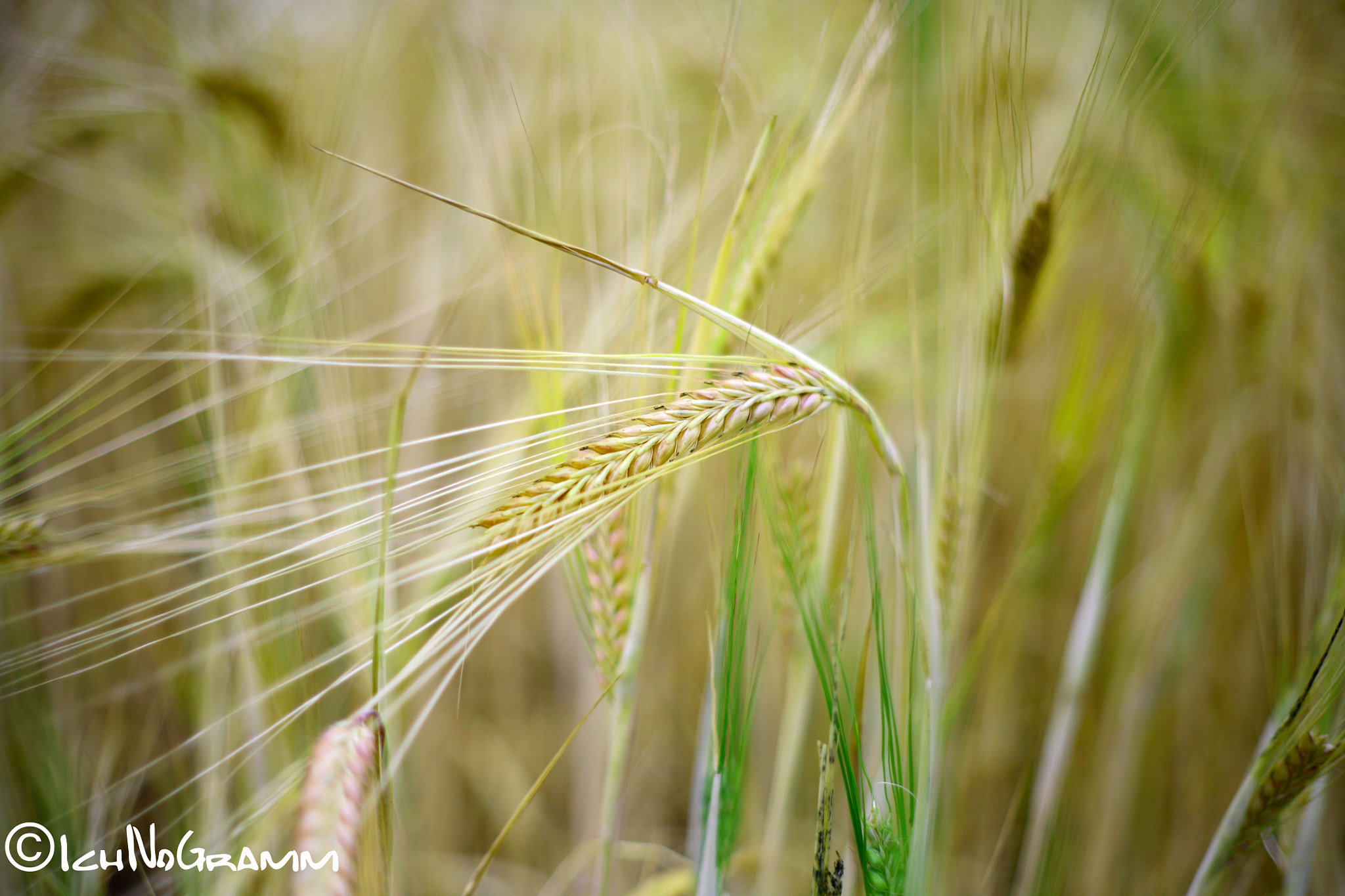 Canon EOS 5D + Canon EF 50mm f/1.8 sample photo. Corn 2 photography