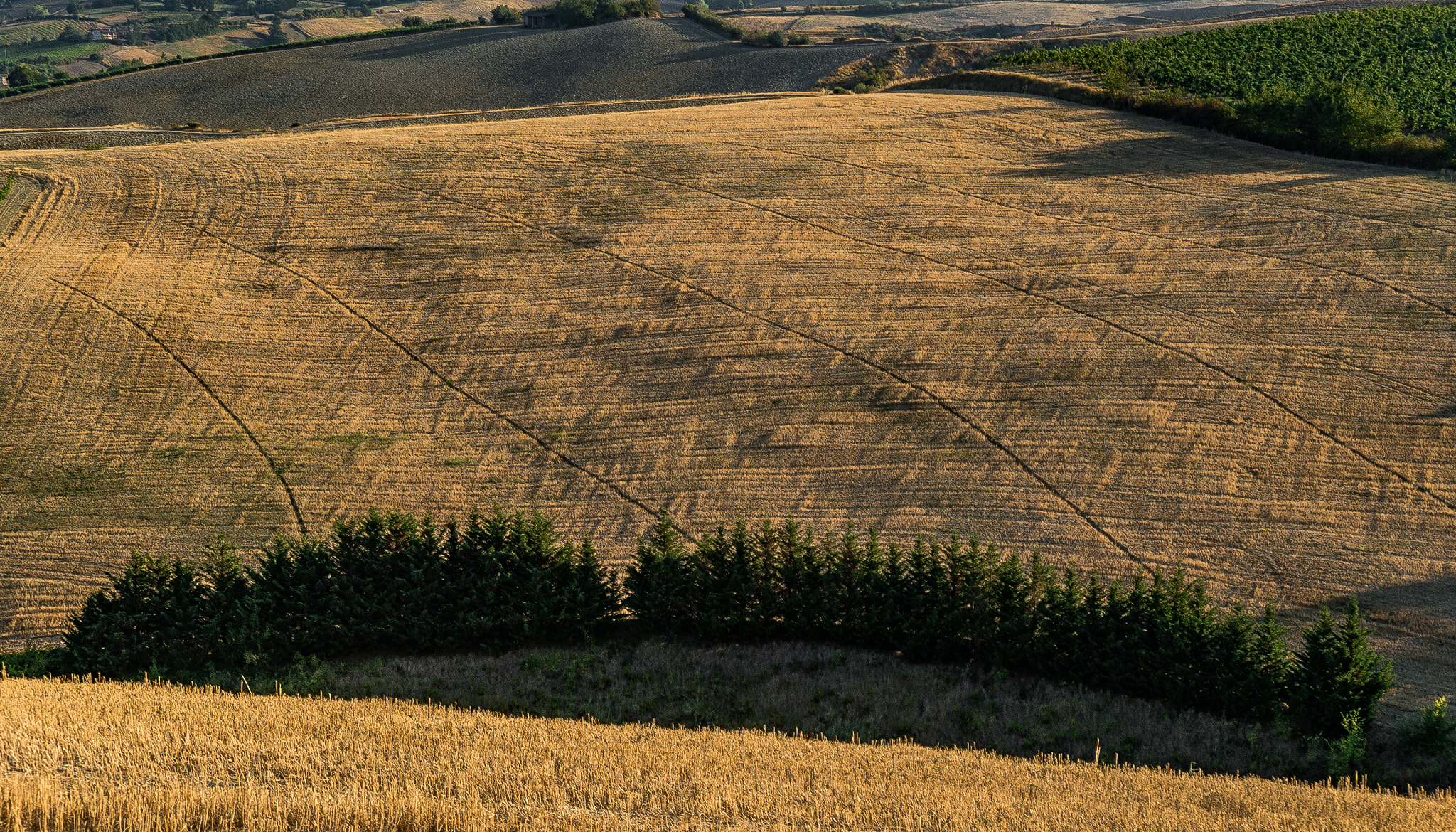 Panasonic Lumix DMC-G6 sample photo. Sweet wheat at sunset photography