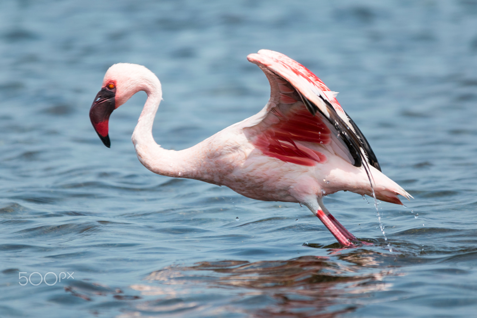 Sigma 150-500mm F5-6.3 DG OS HSM sample photo. Lesser flemingo photography