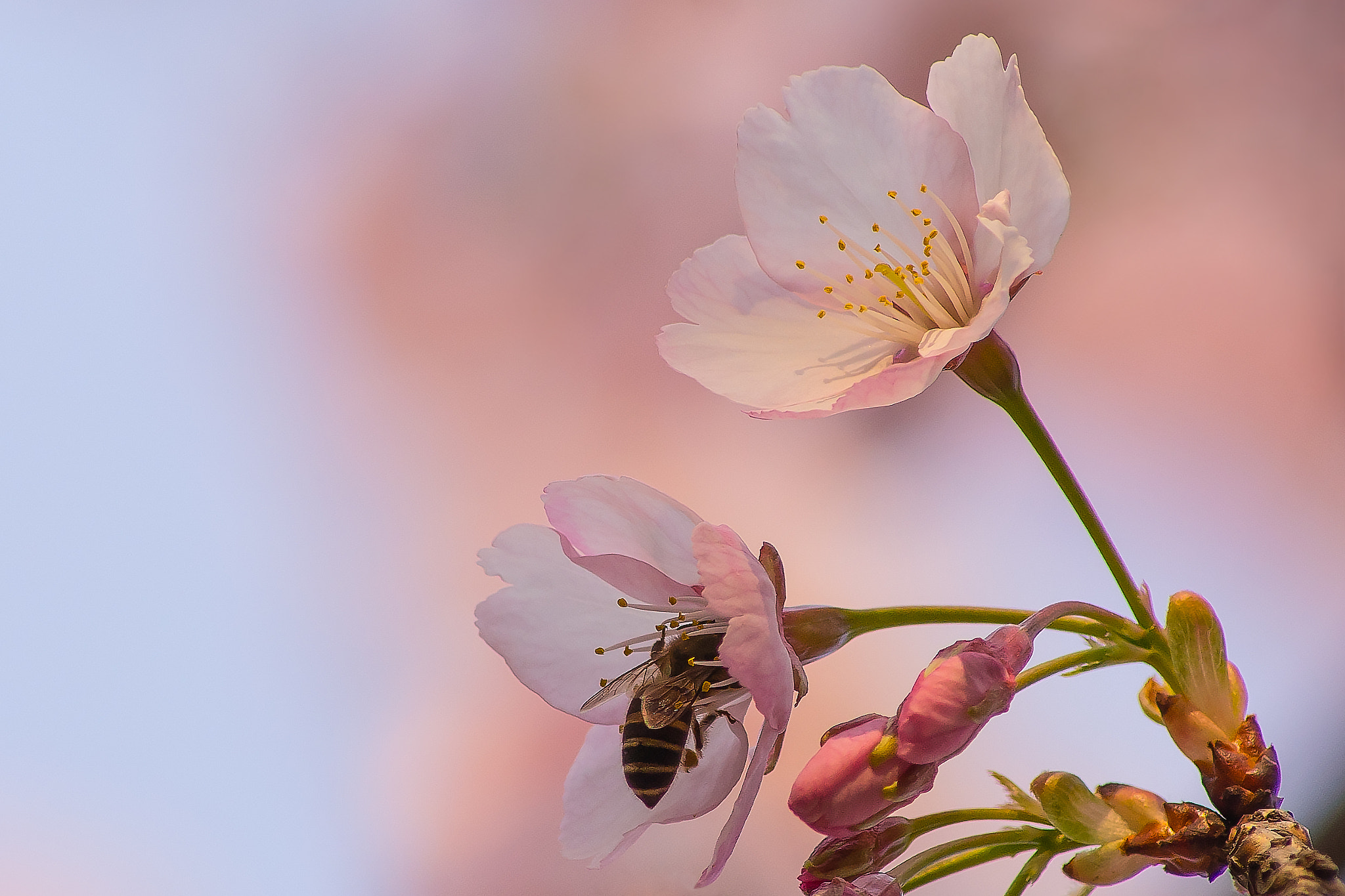 Sony SLT-A33 + Sony DT 55-200mm F4-5.6 SAM sample photo. Sakura photography