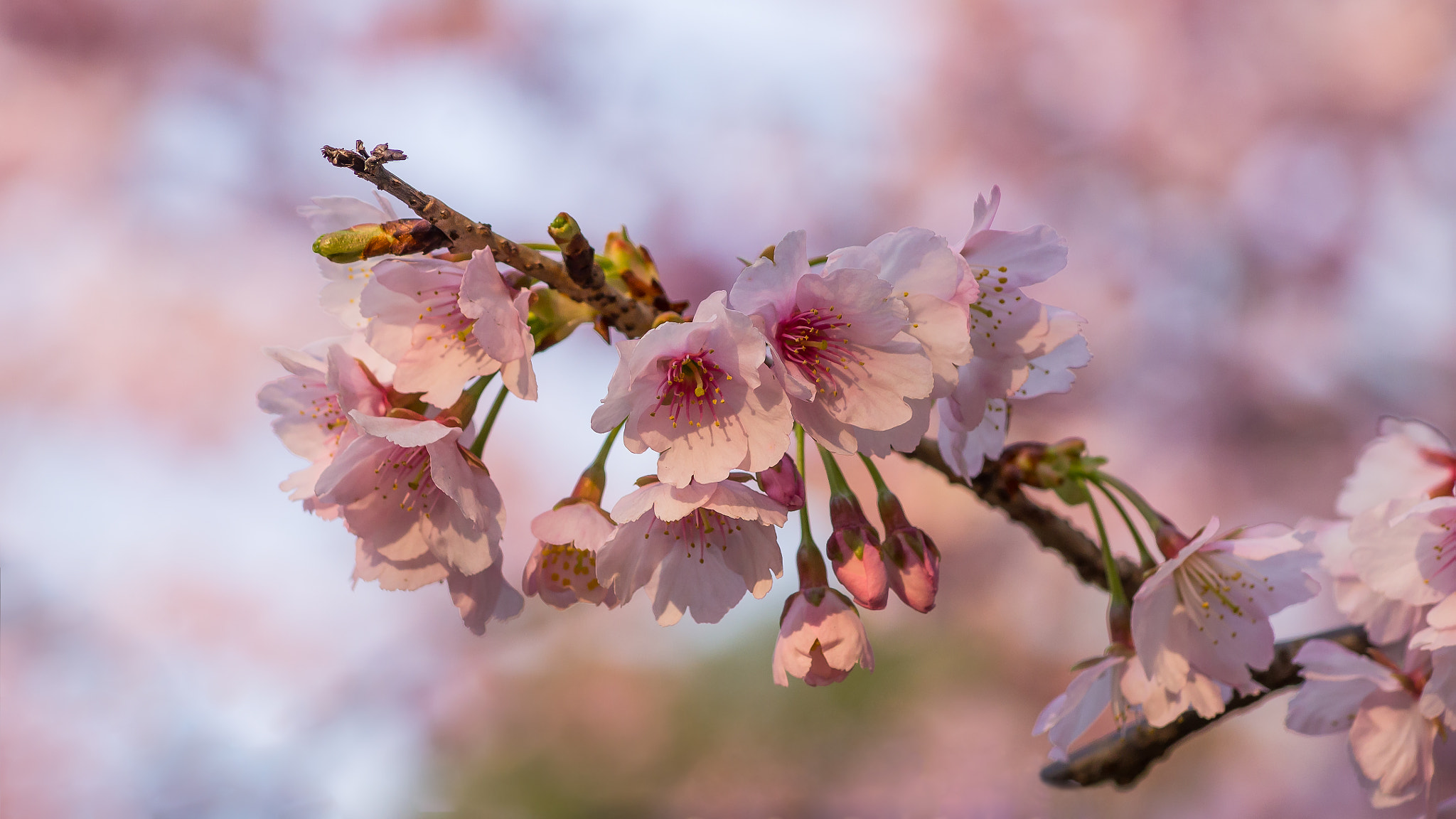 Sony SLT-A33 + Sony DT 55-200mm F4-5.6 SAM sample photo. Sakura photography